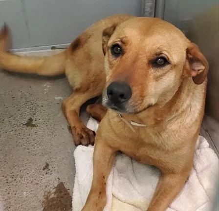 An adult large-sized female Labrador Retriever dog named Esther for adoption in Houston, TX