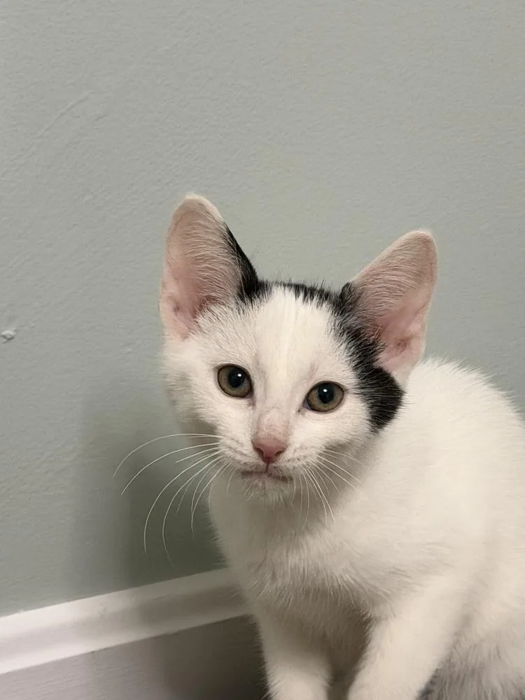 A baby small-sized male Black & White / Tuxedo Domestic Short Hair cat named Dr. Furtwangler for adoption in Woodbridge, VA