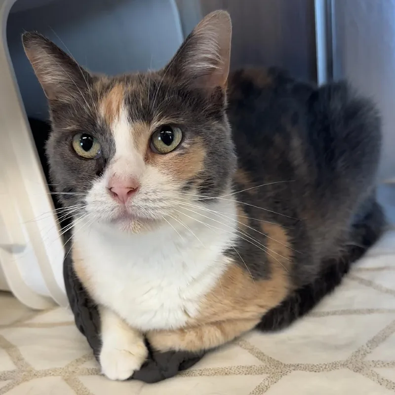 A senior large-sized female Calico Domestic Short Hair cat named Bt for adoption in Manhattan, KS