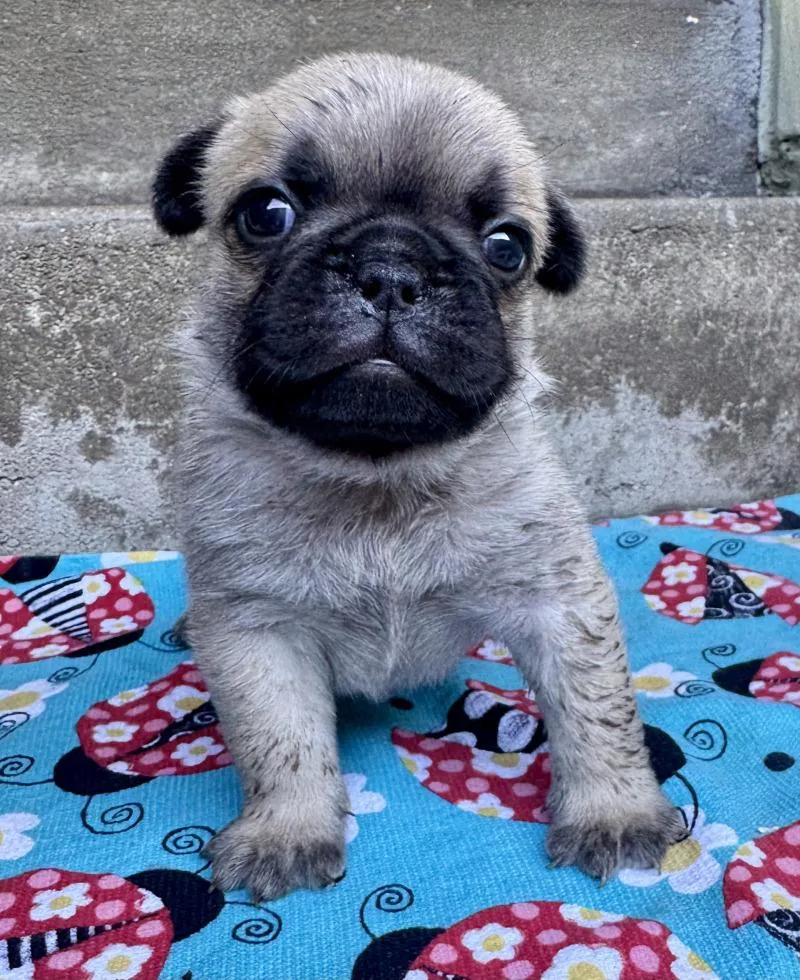 A young medium-sized male French Bulldog dog named Bradford for adoption in Valley Village, CA