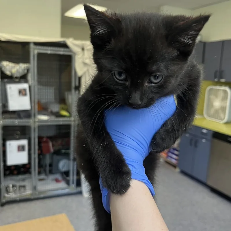 A baby small-sized male Black Domestic Short Hair cat named Llama Loafers for adoption in Charlottesville, VA