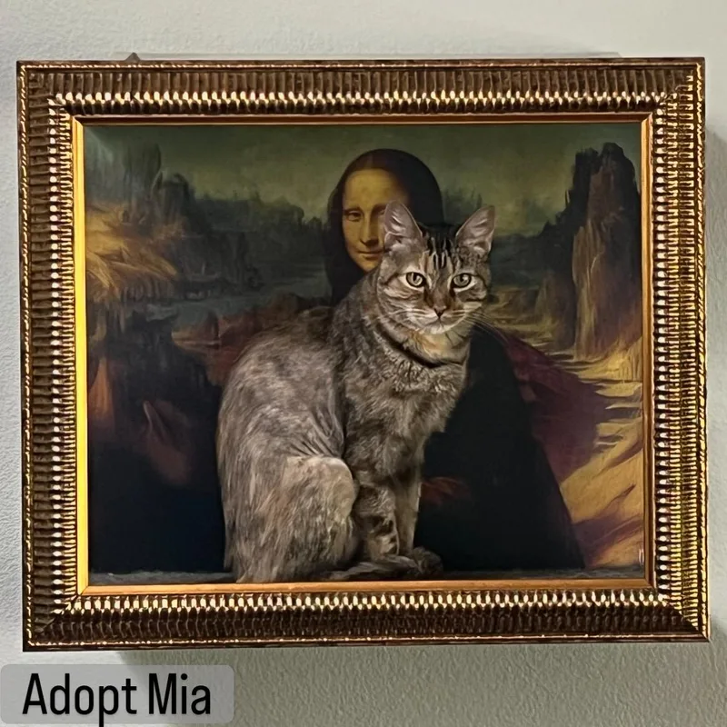 A young small-sized female Tortoiseshell Tabby cat named Mia for adoption in Los Angeles, CA
