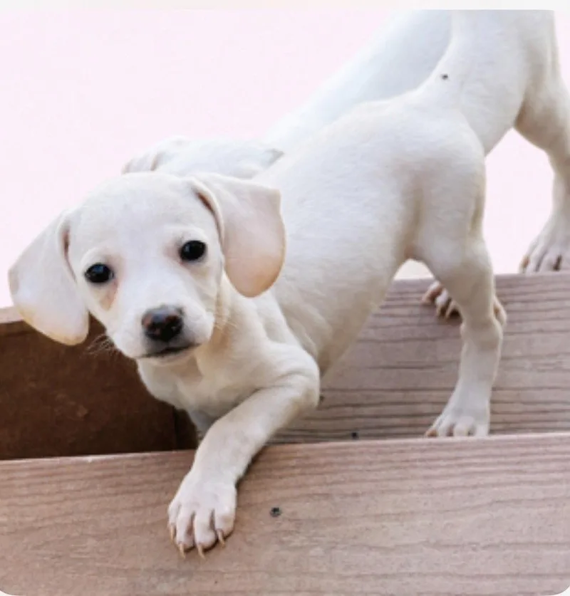 A baby medium-sized female Beagle dog named Mia for adoption in Bothell, WA