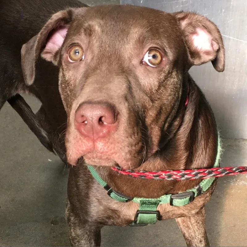 An adult medium-sized male Brown / Chocolate Labrador Retriever dog named Smoky  Duke for adoption in Greenville, SC