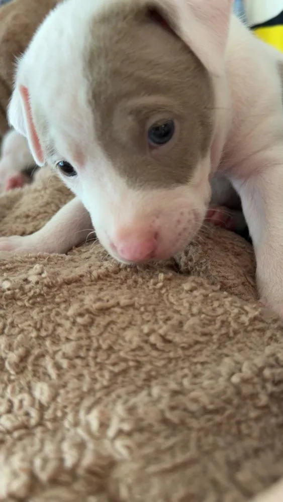 A baby medium-sized male Tricolor (Brown, Black, & White) Mixed Breed dog named Clue for adoption in Clinton Township, MI