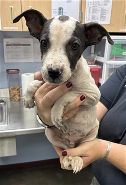 A baby small-sized male Pit Bull Terrier dog named Apple Tree for adoption in Phoenix, AZ