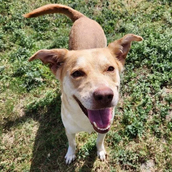 An adult medium-sized female Yellow / Tan / Blond / Fawn Labrador Retriever dog named Connie for adoption in Corpus Christi, TX