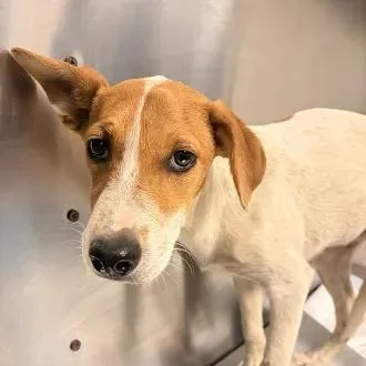 A baby small-sized female Beagle dog named Chamomile for adoption in Fresno, CA