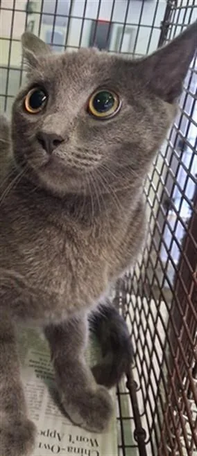 A baby large-sized female Domestic Short Hair cat named Gee for adoption in Los Angeles, CA