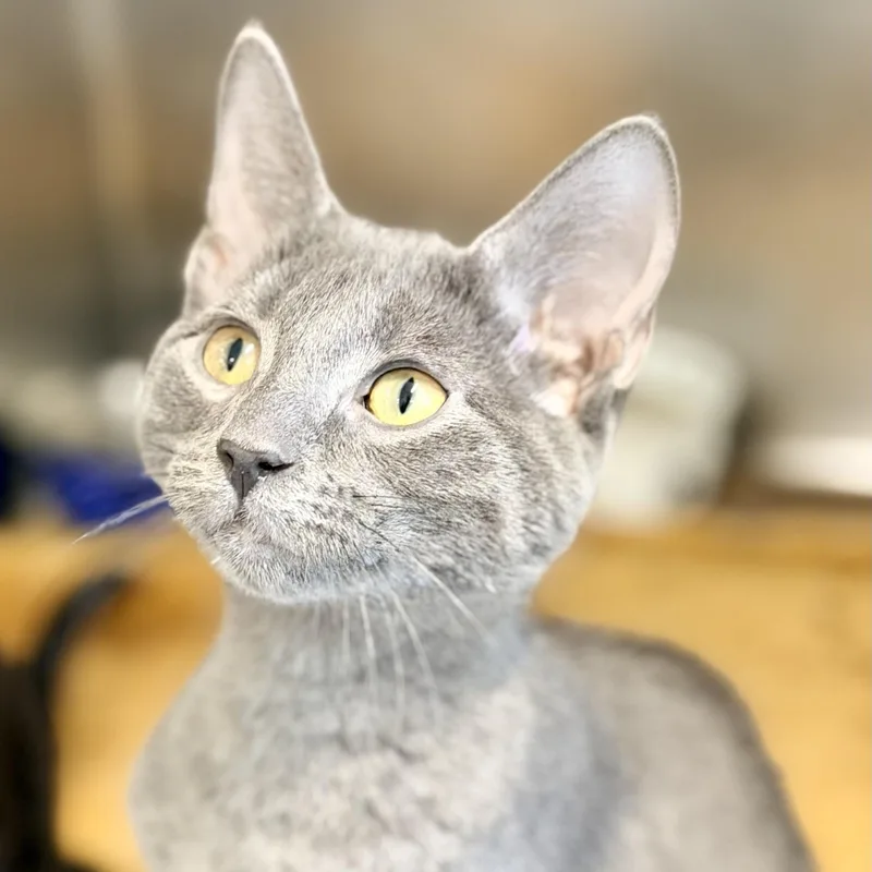 A baby medium-sized male Gray / Blue / Silver Domestic Short Hair cat named Tayo for adoption in Jackson, NJ