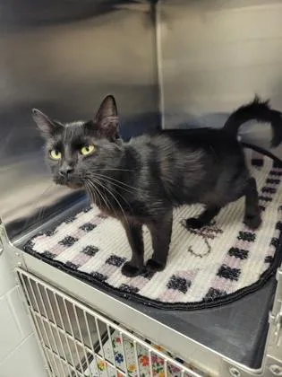 An adult medium-sized female Domestic Short Hair cat named Razzle for adoption in Fergus Falls, MN