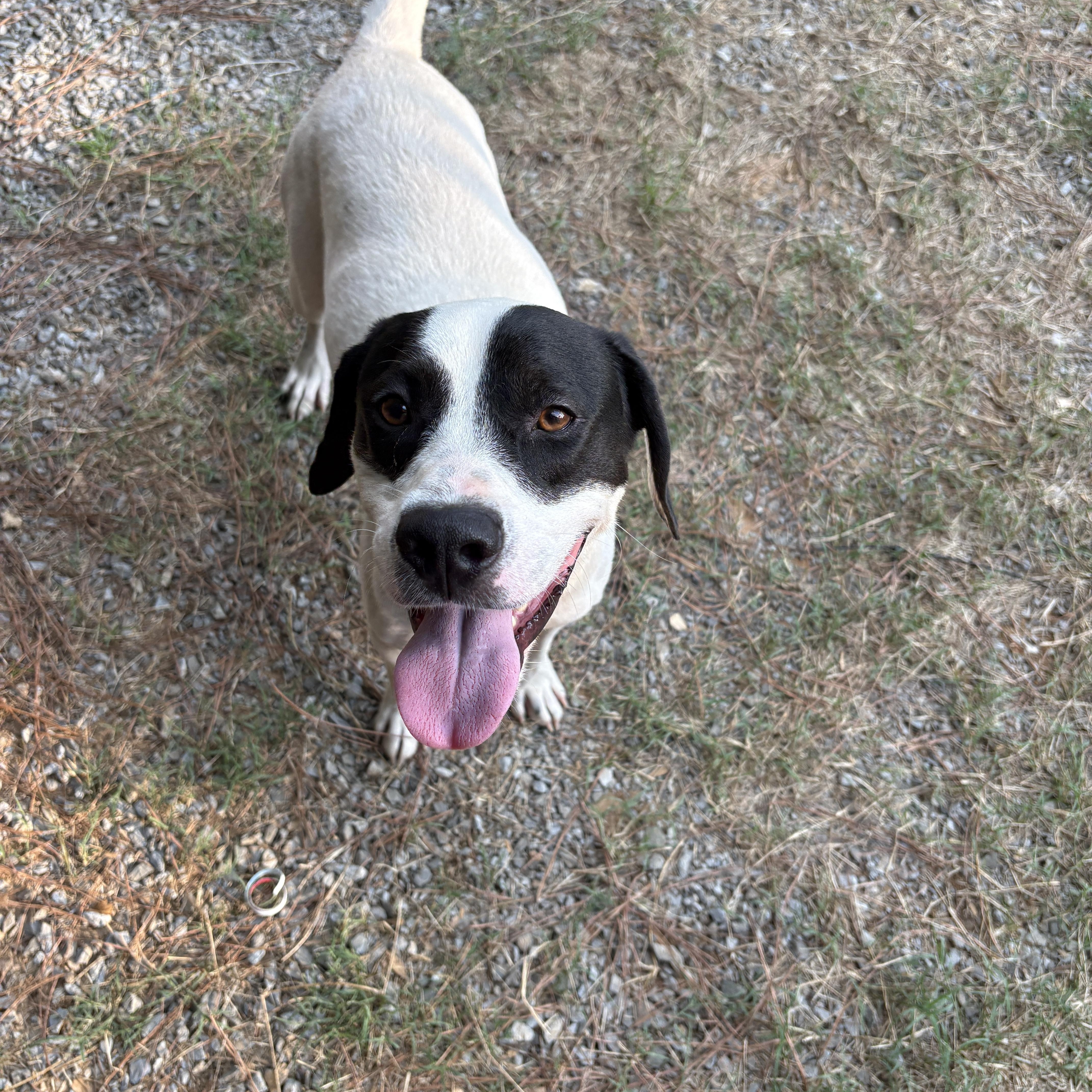 An adult medium-sized male Tricolor (Brown, Black, & White) Beagle dog named Scooter for adoption in grant, AL