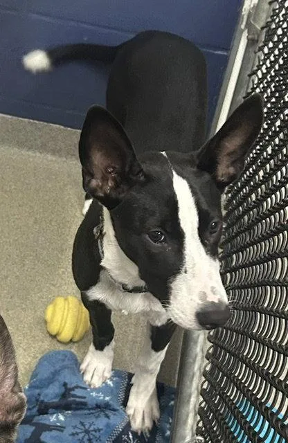 A young medium-sized female Mixed Breed dog named Iris  months for adoption in Sterling, MA
