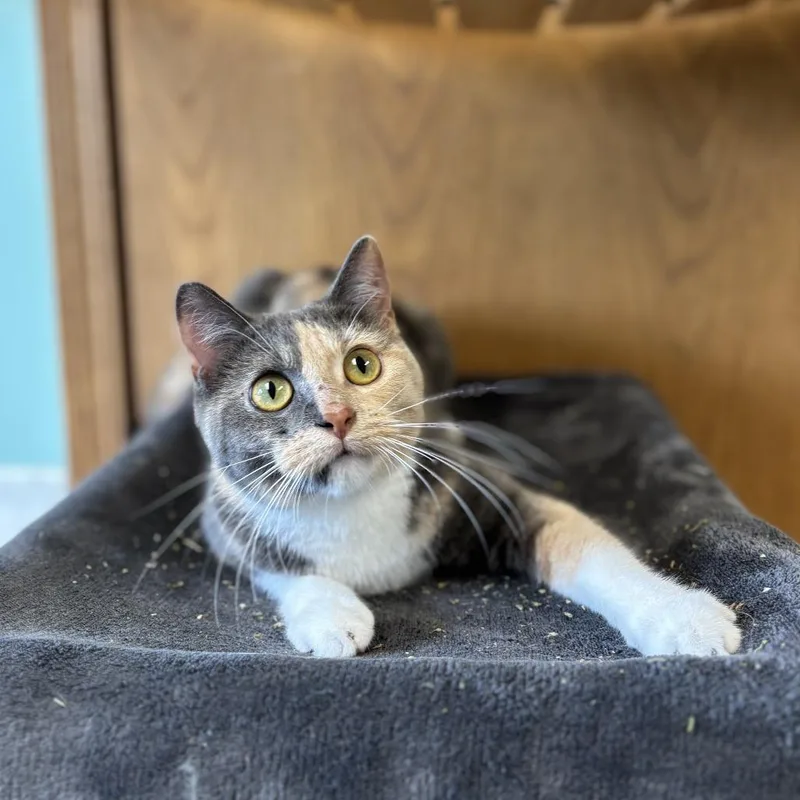 A young medium-sized female Calico Domestic Short Hair cat named Dolce for adoption in Fargo, ND
