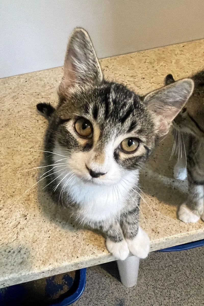 A baby medium-sized male Tabby (Brown / Chocolate) Domestic Short Hair cat named Finn for adoption in Lincoln, NE