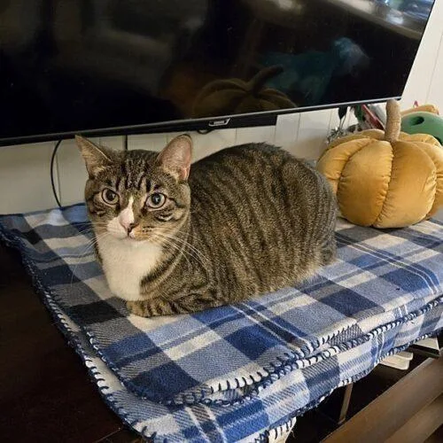 A young medium-sized female Tabby (Brown / Chocolate) Domestic Short Hair cat named Cardee for adoption in Tampa, FL