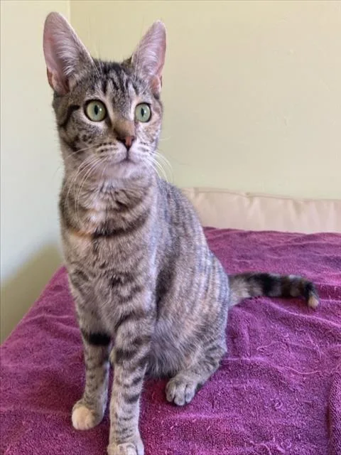 A young small-sized female Gray / Blue / Silver Domestic Short Hair cat named Lulu for adoption in Woodland, CA