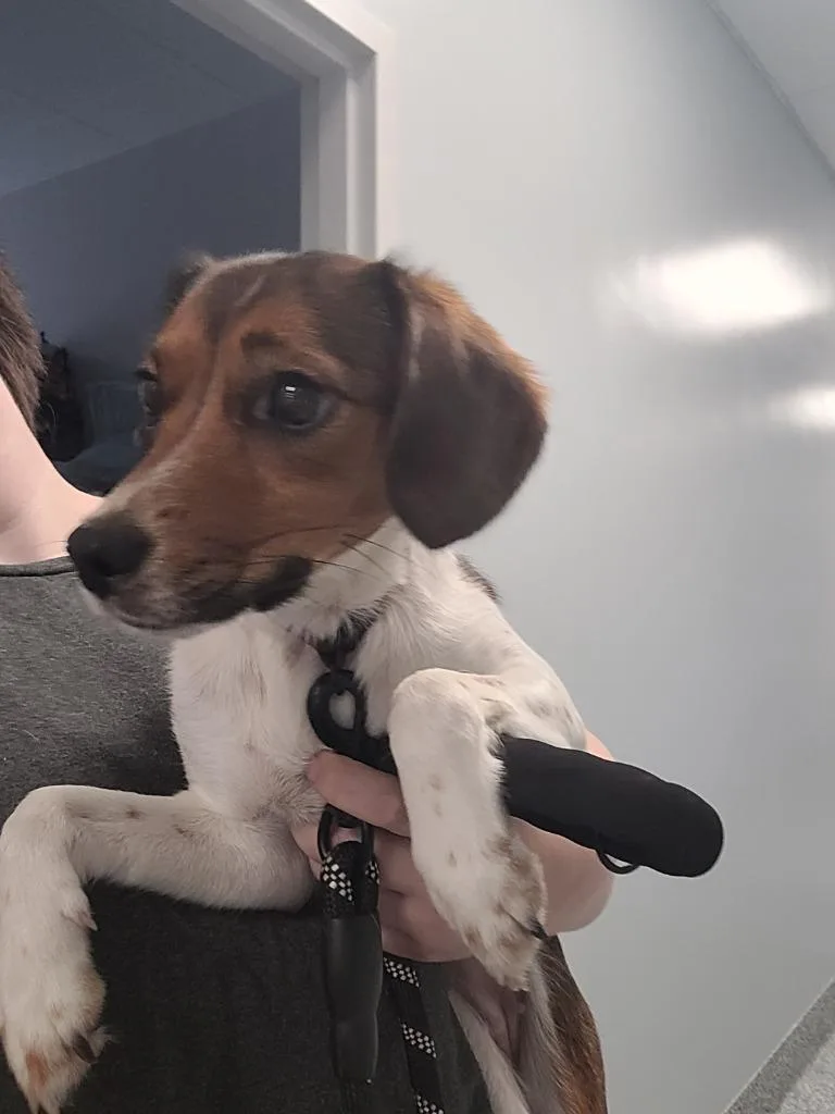A baby small-sized female Rat Terrier dog named Mellow for adoption in Angola, IN
