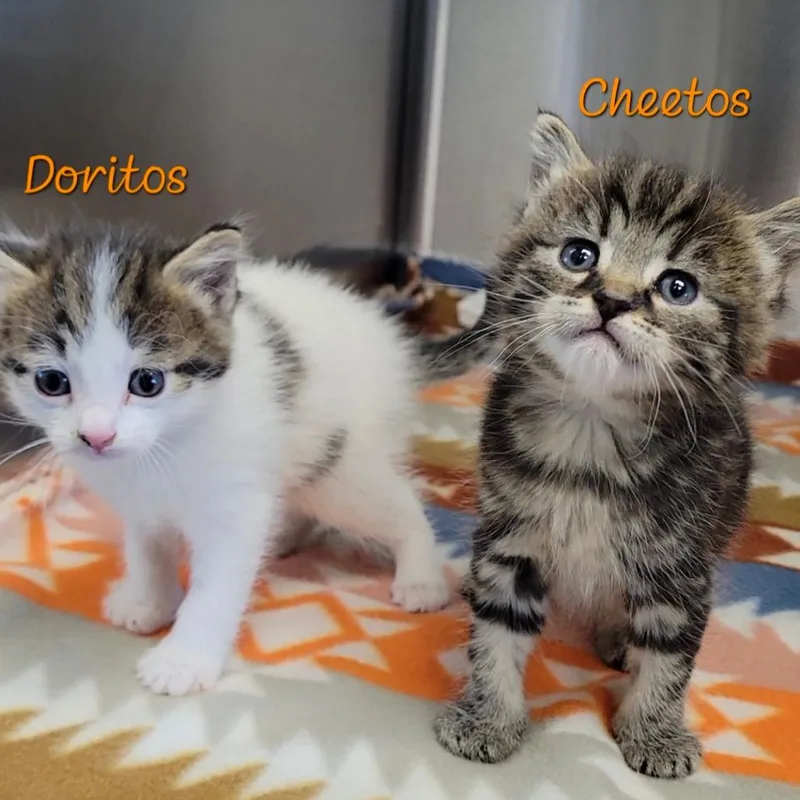 A baby small-sized female White Domestic Short Hair cat named Doritos for adoption in Parkersburg, WV