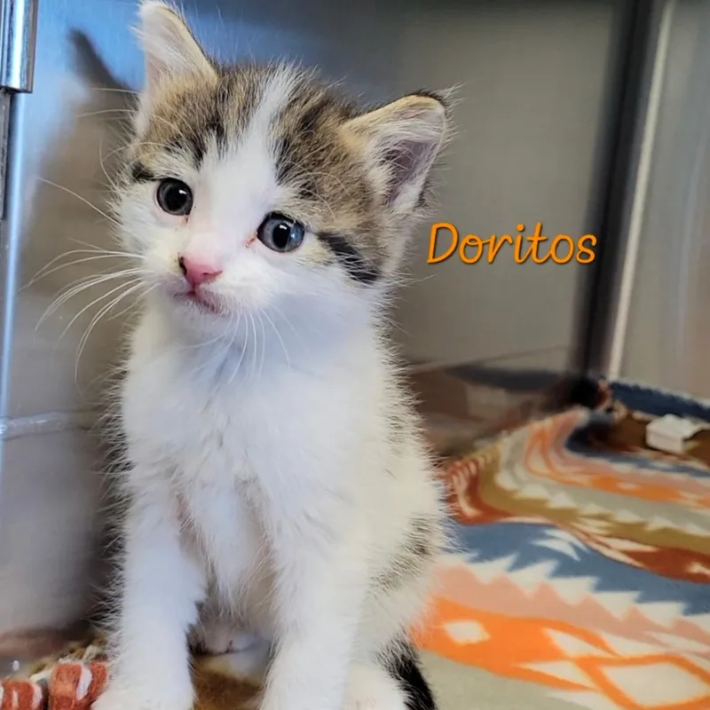 Doritos thumbnail 2