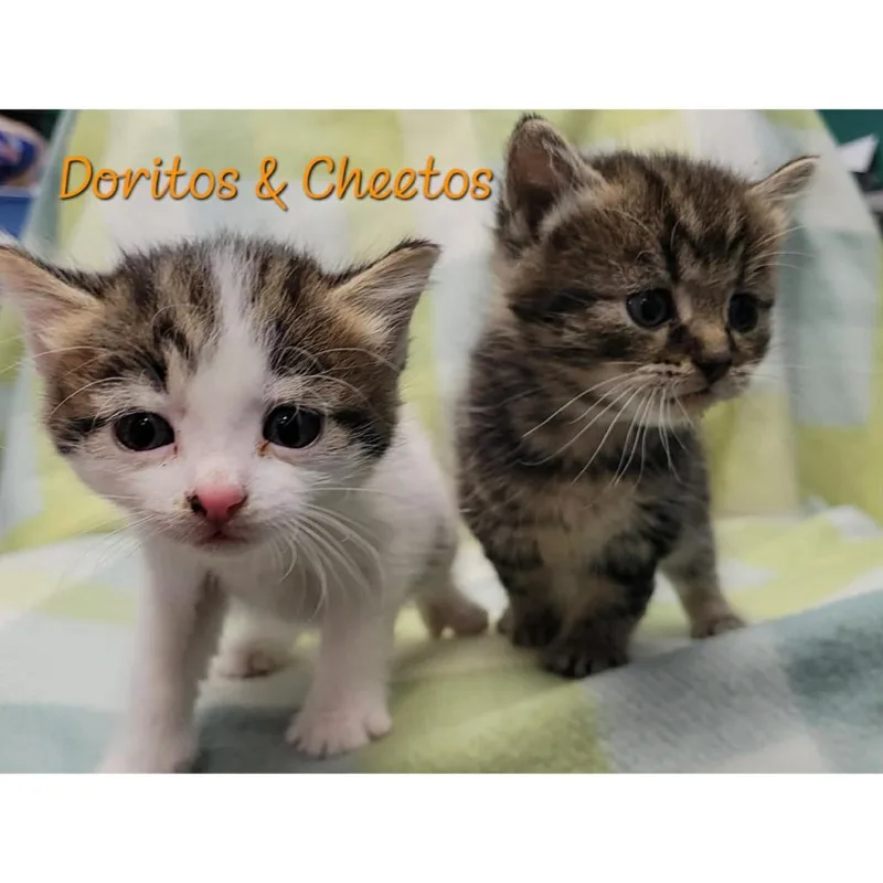Doritos thumbnail 3