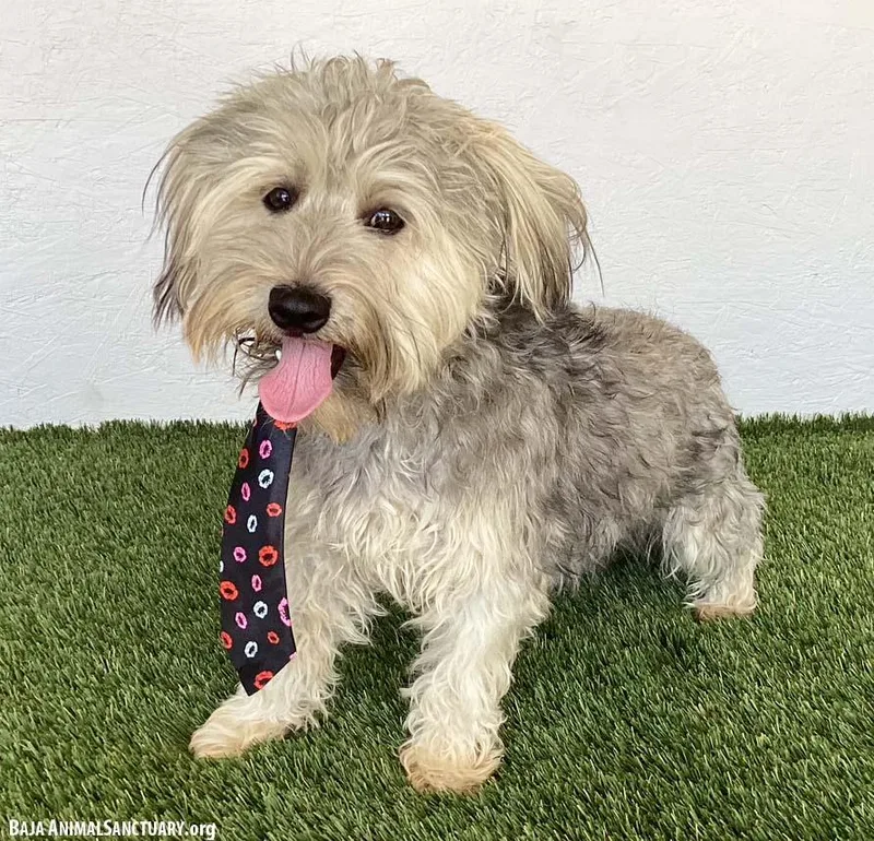 A young small-sized male Gray / Blue / Silver Silky Terrier dog named Liam for adoption in San Diego, CA