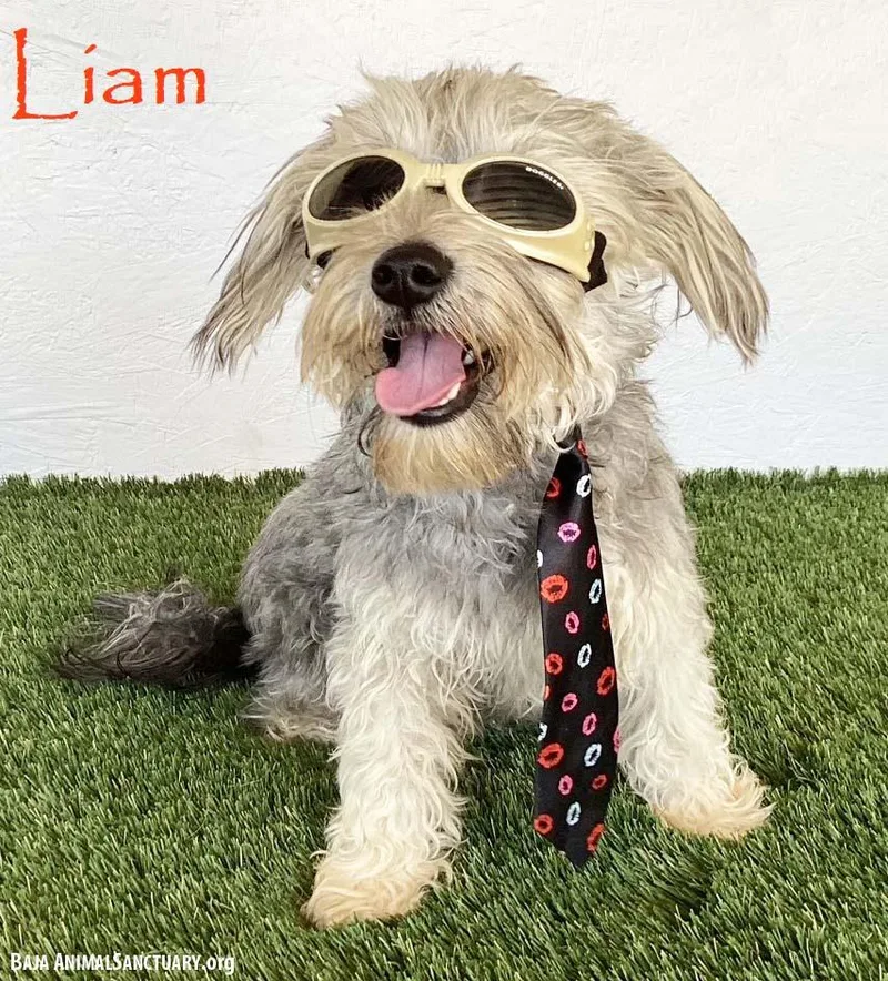 Liam thumbnail 3
