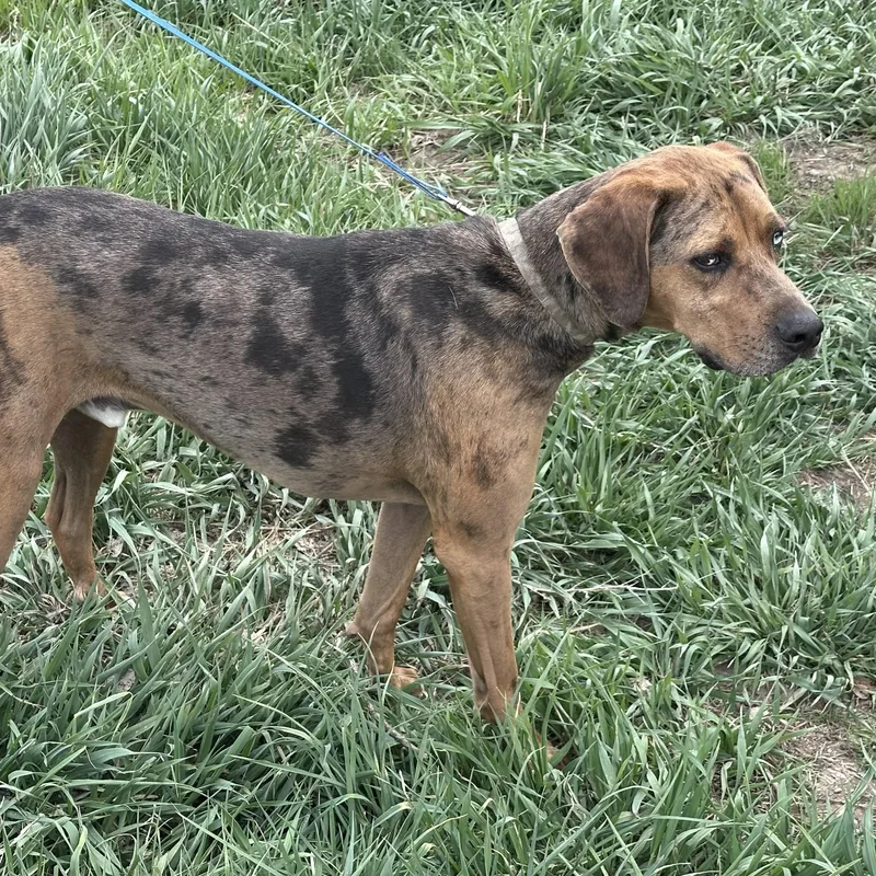 An adult medium-sized male Catahoula Leopard Dog dog named Ollie for adoption in Thayne, WY