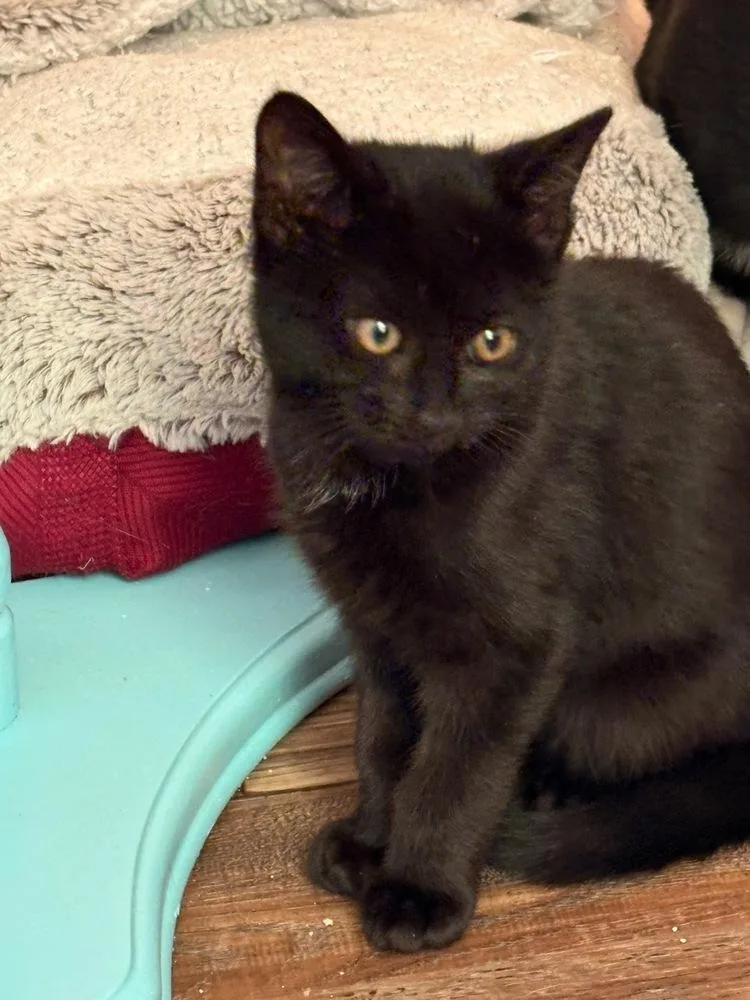 Pounce De Leon thumbnail 2