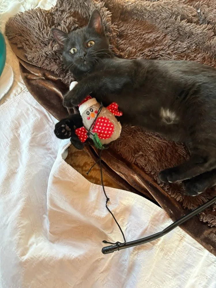 Pounce De Leon thumbnail 3