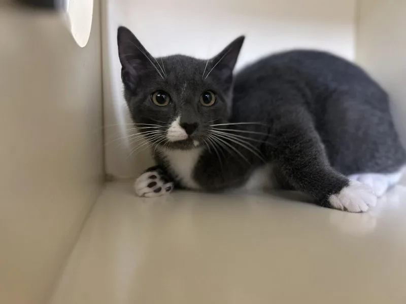 A baby medium-sized male Gray & White Domestic Short Hair cat named Quill for adoption in Lancaster, PA