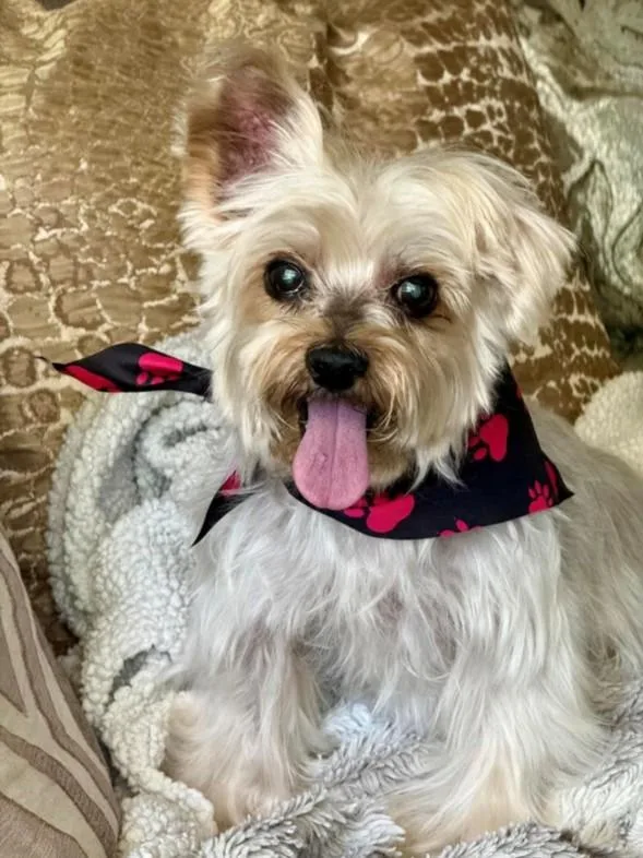 An adult small-sized male Yorkshire Terrier dog named Pierre for adoption in Burbank, CA
