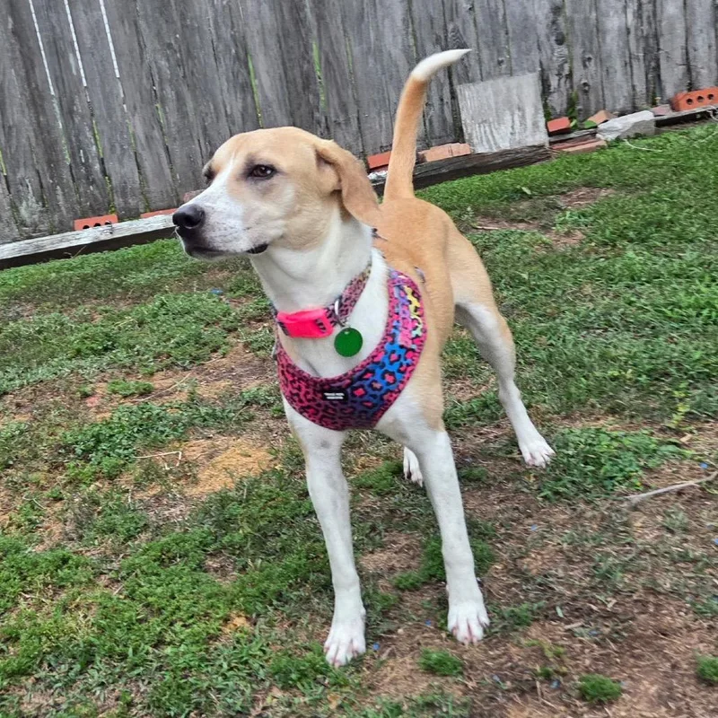 Tessa Thyme thumbnail 2