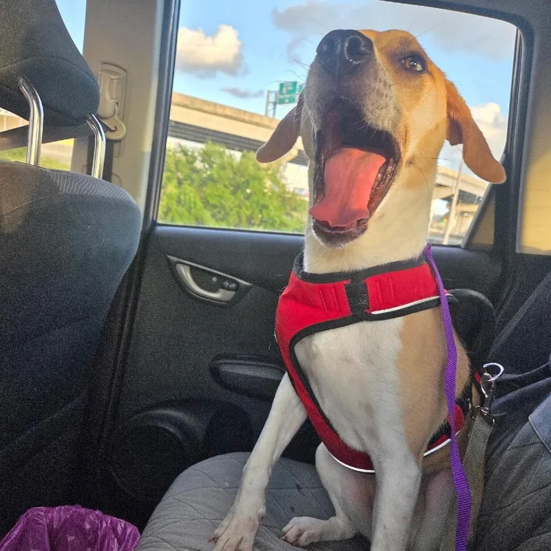 Tessa Thyme thumbnail 6