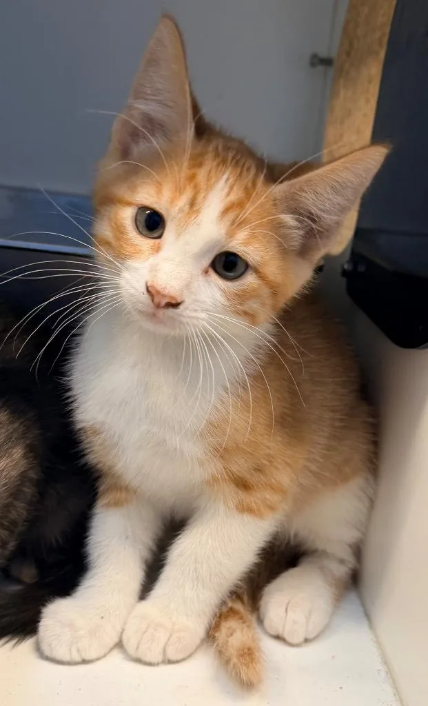 A baby small-sized male Domestic Short Hair cat named Dorito for adoption in Newcastle, OK
