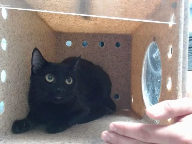 Nova