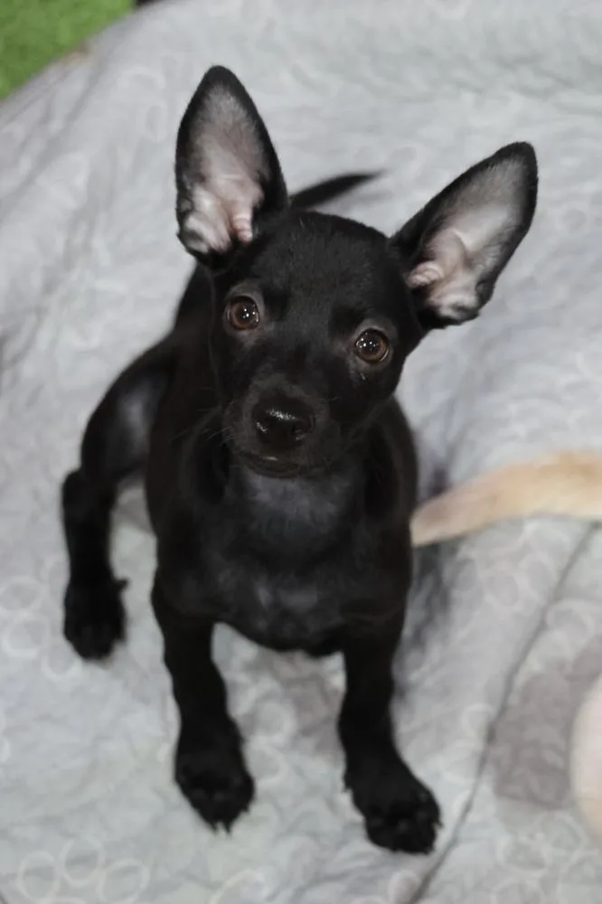 A baby small-sized female Black Chihuahua dog named Weldone for adoption in TUCSON, AZ