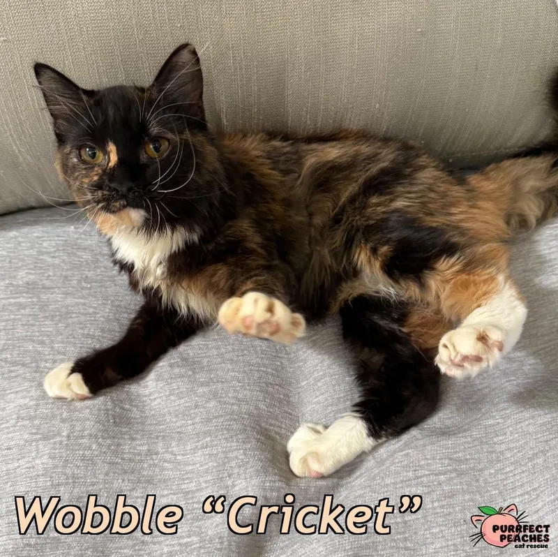 A baby medium-sized female Domestic Long Hair cat named Wobble “Cricket” for adoption in Douglasville, GA