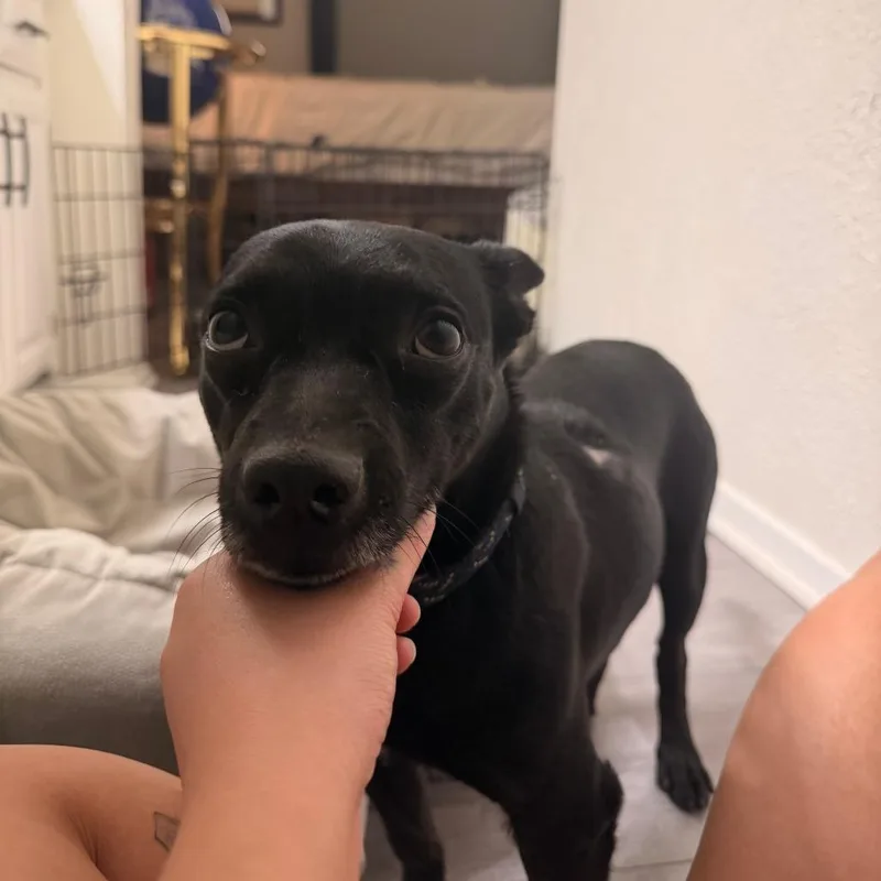 An adult small-sized male Chihuahua dog named Jax for adoption in Plano, TX