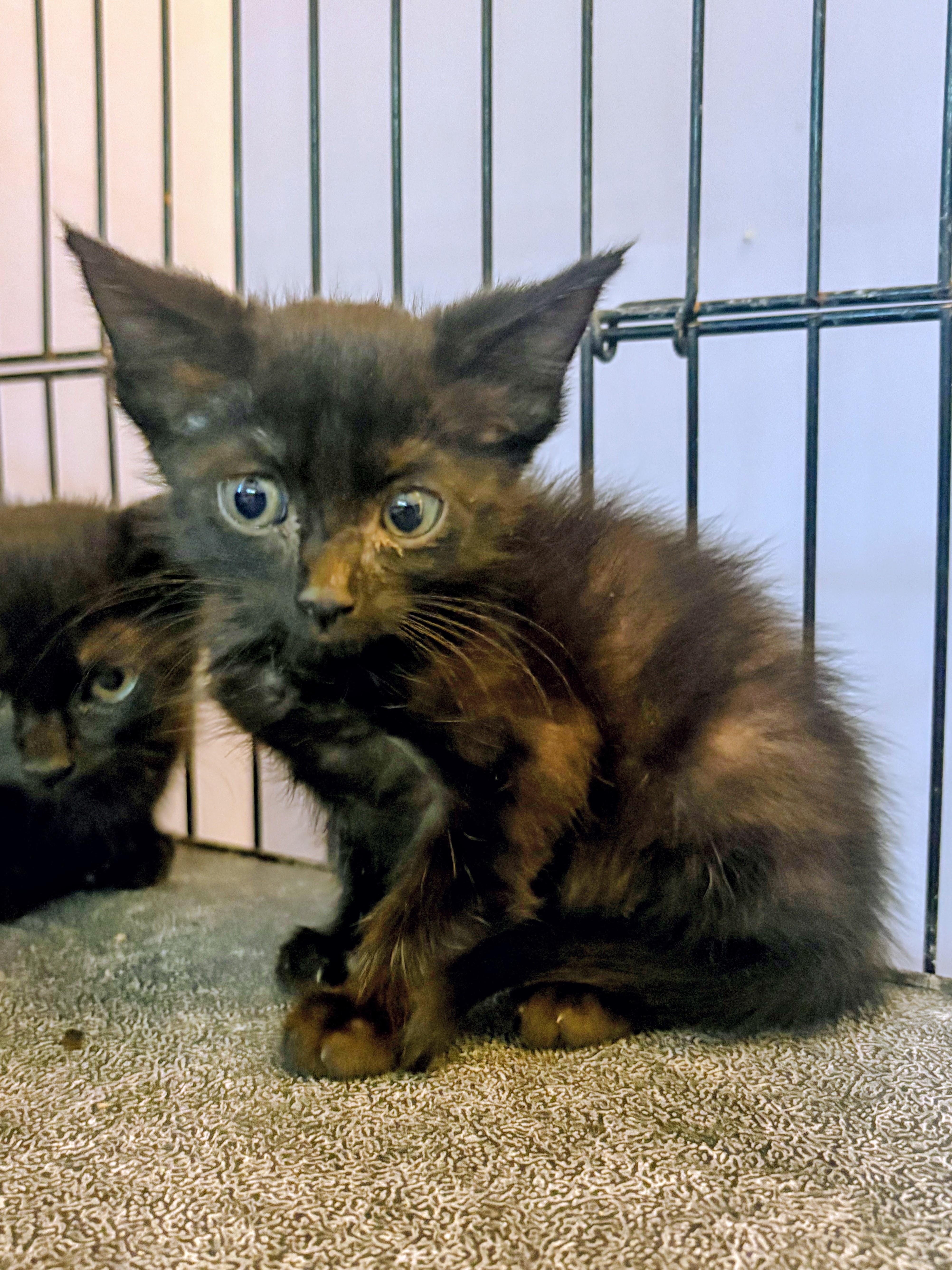 A baby medium-sized female Tortoiseshell Domestic Short Hair cat named Columbia for adoption in Saint Pete Beach, FL