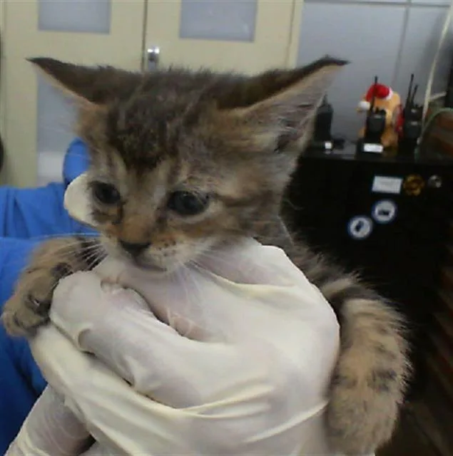 A young medium-sized female Domestic Short Hair cat named Moon for adoption in Dallas, TX