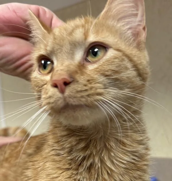 A baby small-sized male Domestic Short Hair cat named Santiago for adoption in Salisbury, MD