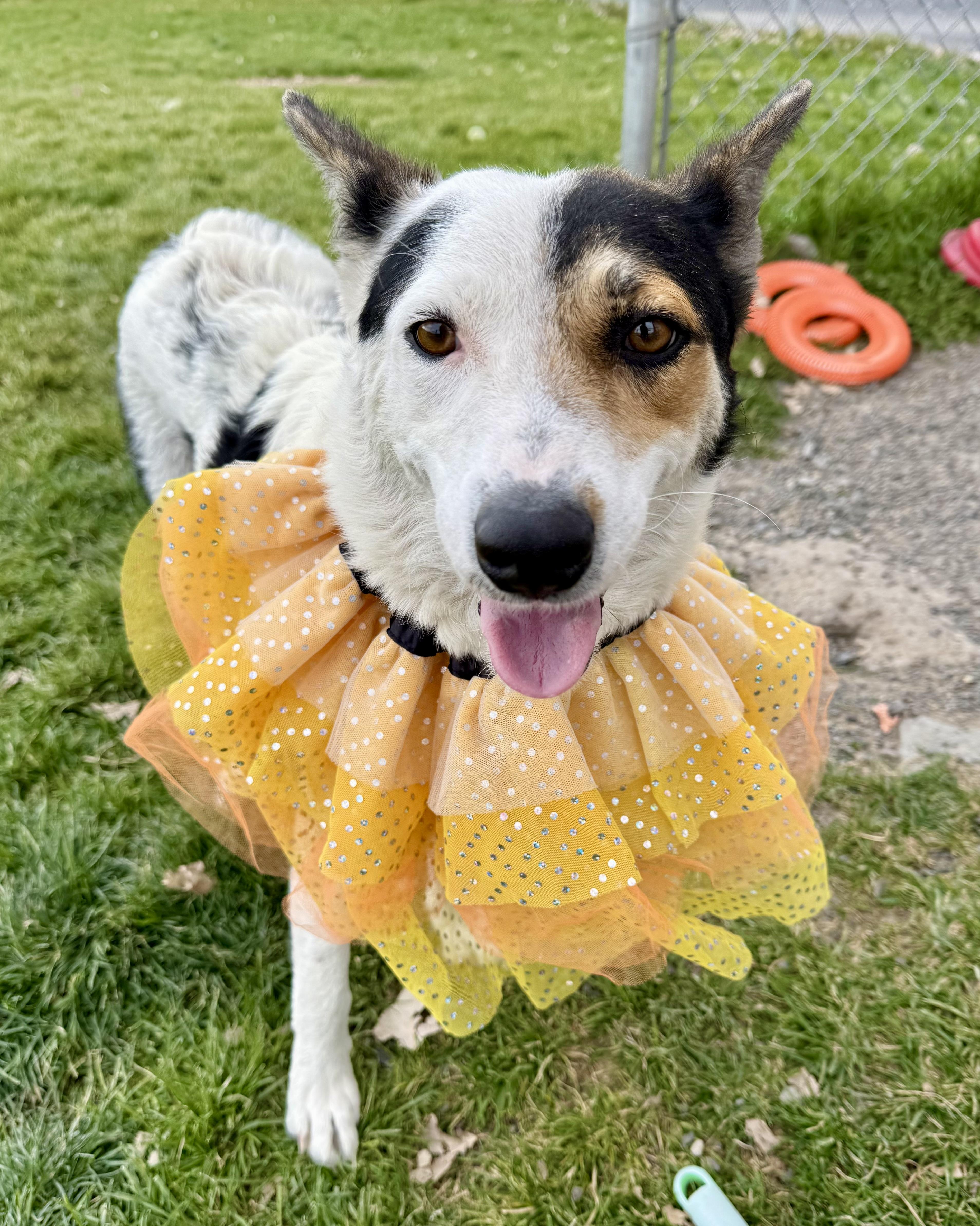 An adult medium-sized female Border Collie dog named Carebear for adoption in Prineville, OR