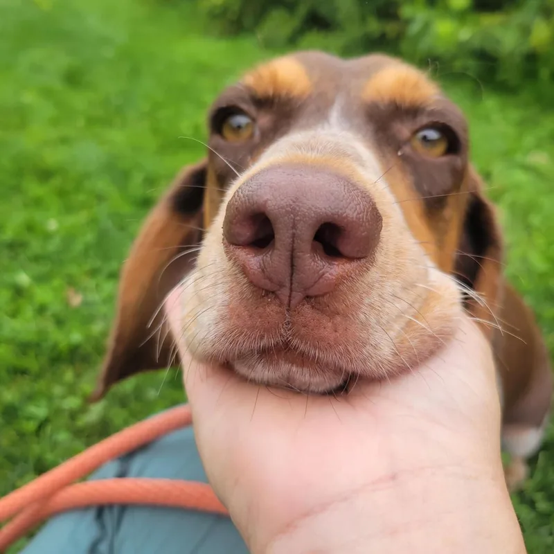 Copper thumbnail 3