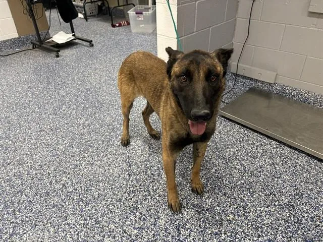 A young large-sized male Belgian Shepherd / Malinois dog named Ghost for adoption in Thousand Palms, CA