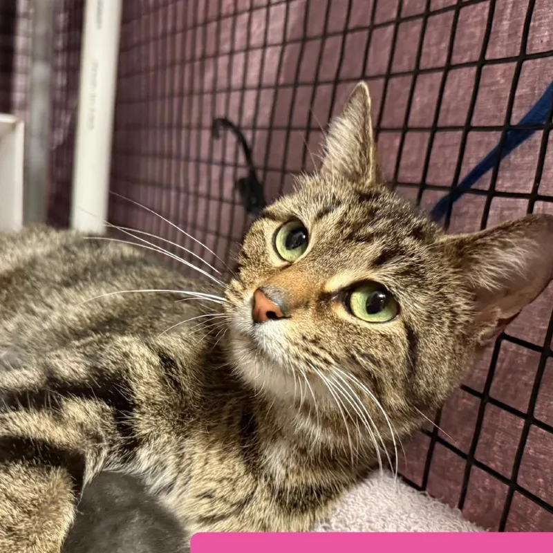 A young small-sized female Torbie Domestic Short Hair cat named Sunny for adoption in Richmond, IN