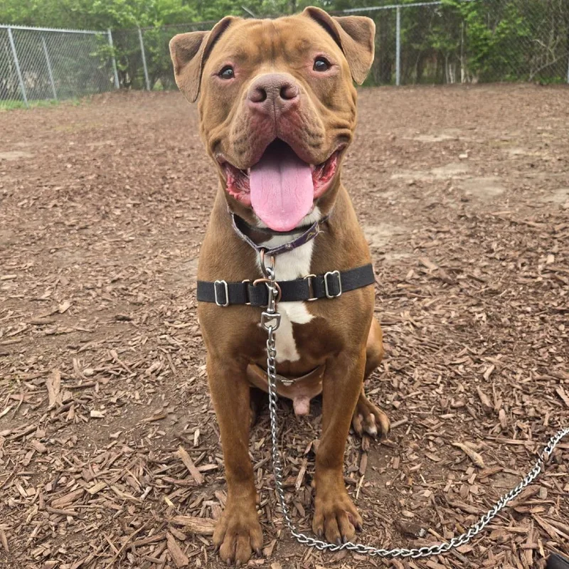 An adult medium-sized male Red / Chestnut / Orange Pit Bull Terrier dog named Roscoe for adoption in Champaign, IL