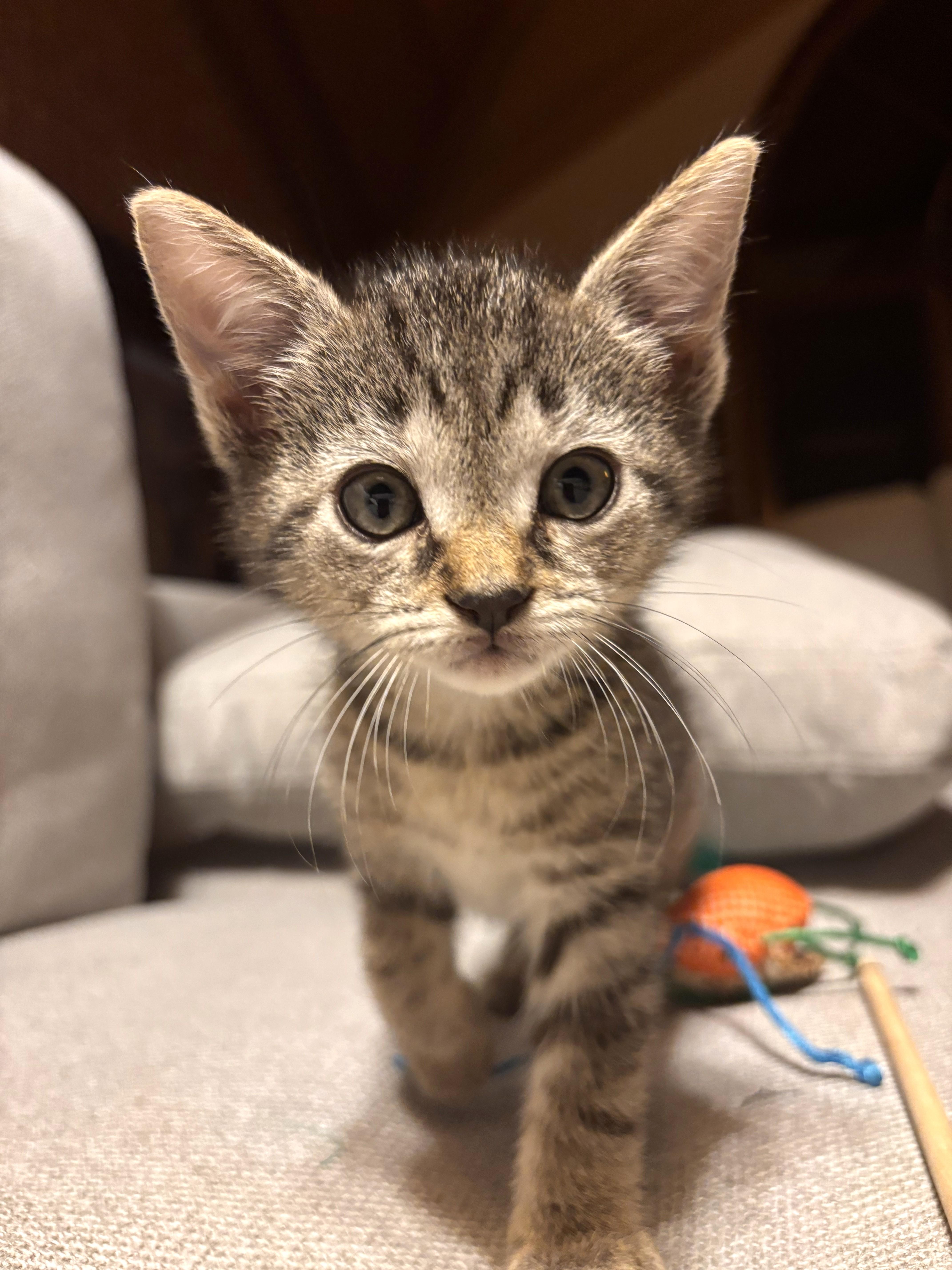 A baby medium-sized male Domestic Short Hair cat named Picnic Litter for adoption in Boiling Springs, PA