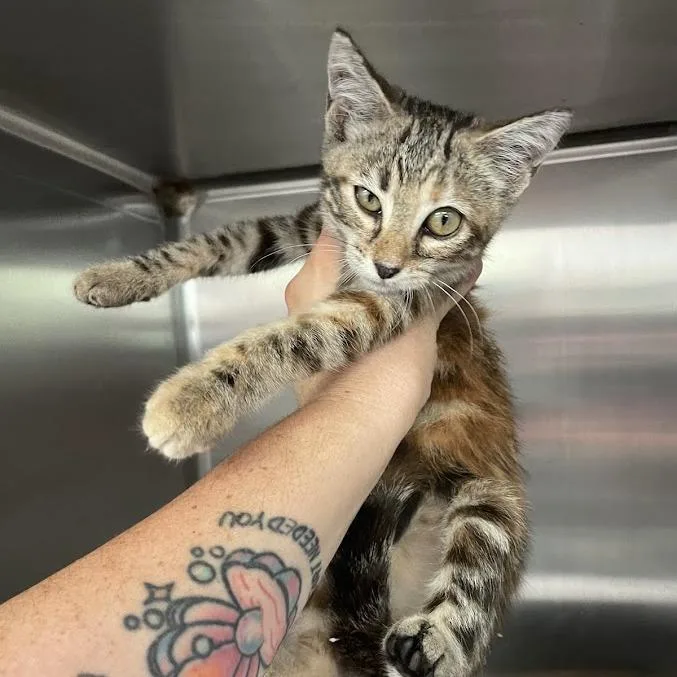 A baby small-sized female Torbie Domestic Short Hair cat named Pika for adoption in Port Charlotte, FL