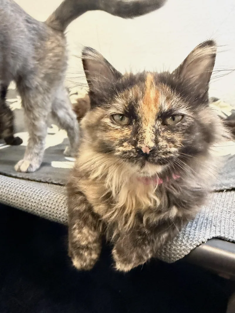 A baby medium-sized female Tortoiseshell Domestic Long Hair cat named Pistachio for adoption in Chicago, IL